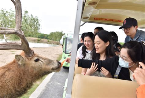 Dafeng Milu Nature Reserve Enchanting Haven for Endangered Deer!