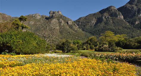 Kirstenbosch National Botanical Garden, en blomstrande oas för naturälskare och botanikfanatiker!