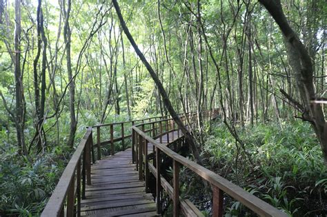 Lekki Conservation Centre: En Biodiversitetsoas och ett Äventyr för Sinnena!