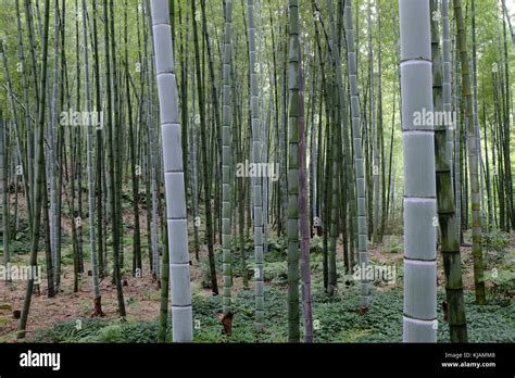  Mianyang Shunan Bamboo Forest - En mystisk oas av grönska och lugn!