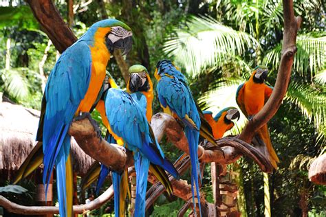 Parque das Aves: En Magisk Oas För Fågelälskare i Foz do Iguaçu!