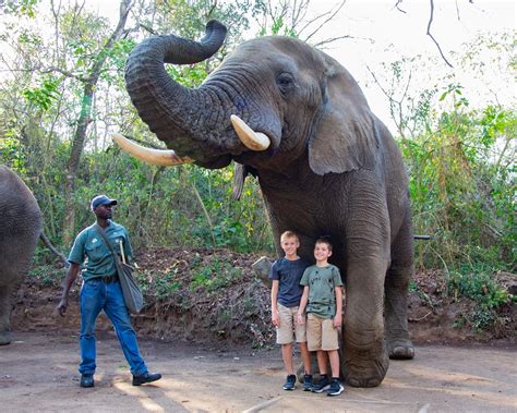 Pietersburg Elephant Sanctuary, en unik upplevelse av afrikansk fauna och en chans att stödja djurvälfärd!