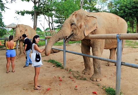  Pietersburg Elephant Sanctuary! En unik upplevelse för djursälskare och naturintresserade