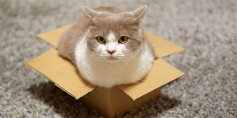 ルーター買い替え 注意: なぜ猫がルーターの上に座るのか？