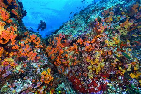 Tubbataha Reefs Natural Park - Ett undervattensunderverk med en mängd marina liv!